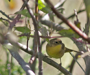 Common Yellow throat